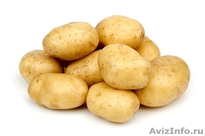 продам картофель семенной оптом от сельхозпроизводителя - Изображение #2, Объявление #617839