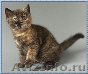 Британские котята редких окрасов - Изображение #1, Объявление #654944