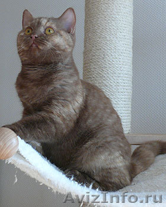 Британские котята редких окрасов - Изображение #3, Объявление #654944