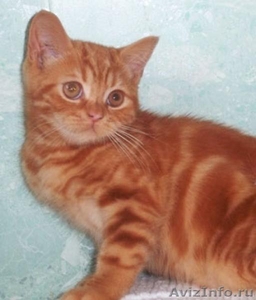 Британские котята редких окрасов - Изображение #2, Объявление #654944