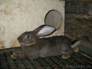 Кролики пород Фландр,Калифорнийский - Изображение #1, Объявление #716451