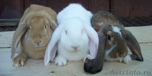 Продам кроликов породы Французкий баран - Изображение #3, Объявление #509425