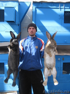 кролики фландр бельгийский,французский баран,белый бускат,серебристые,калифоша - Изображение #1, Объявление #712857