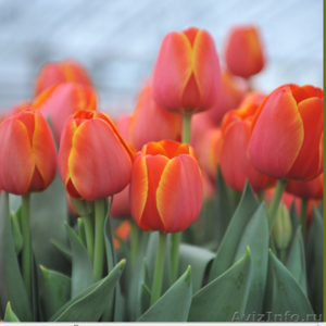Тюльпаны из Красноярска - Изображение #1, Объявление #828346