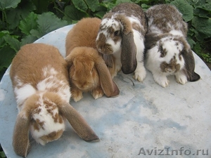 Продам. Кролики гиганты Фландр, Ризен, Баран. Красноярс - Изображение #2, Объявление #862676