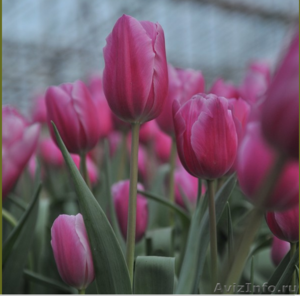 Тюльпаны из Красноярска - Изображение #4, Объявление #828346