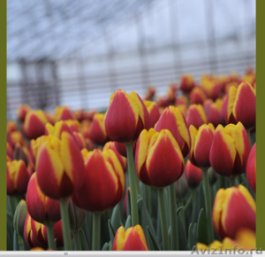 Тюльпаны из Красноярска - Изображение #2, Объявление #828346