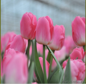Тюльпаны из Красноярска - Изображение #3, Объявление #828346