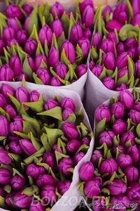 Голландские тюльпаны оптом - Изображение #1, Объявление #1027556