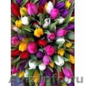 Тюльпаны оптом в Красноярске к 8 Марта! - Изображение #3, Объявление #1028630