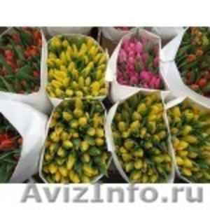 Тюльпаны оптом в Красноярске к 8 Марта! - Изображение #4, Объявление #1028630
