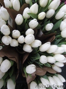 Голландские тюльпаны оптом - Изображение #5, Объявление #1027556