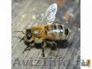Продам Пчелопакеты  Доставка бесплатная - Изображение #1, Объявление #1025265