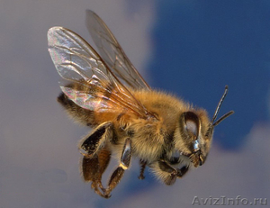 Пчелопакеты Карпатка Доставка бесплатная - Изображение #1, Объявление #1025255