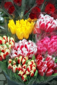 Голландские тюльпаны оптом - Изображение #10, Объявление #1027556