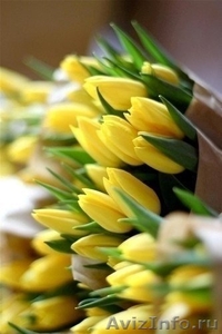 Голландские тюльпаны оптом - Изображение #3, Объявление #1027556