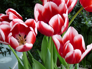 Тюльпаны оптом от голландских селекционеров к 8 Марта - Изображение #1, Объявление #1038008