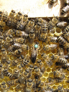 Пчелопакеты карпатка в Абакане доставка бесплатно - Изображение #2, Объявление #1210062