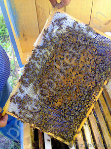Пчелопакеты карпатка в Абакане доставка бесплатно - Изображение #4, Объявление #1210062