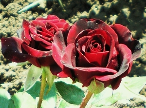 розы садовые (саженцы) - Изображение #7, Объявление #1035884