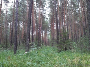 130 соток в лесу, Элита - Изображение #2, Объявление #1261702