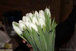 Тюльпаны в Красноярске оптом - Изображение #1, Объявление #1206862