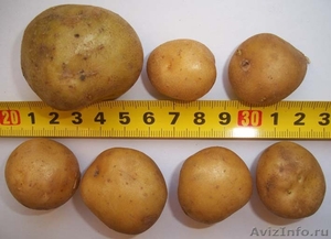 Семенной картофель. Миниклубни семенного картофеля. - Изображение #3, Объявление #1333976