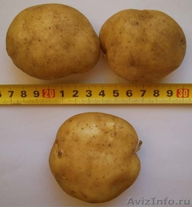 Семенной картофель. Миниклубни семенного картофеля. - Изображение #6, Объявление #1333976