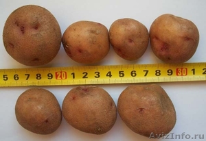 Семенной картофель. Миниклубни семенного картофеля. - Изображение #4, Объявление #1333976