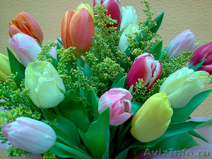 Тюльпаны из Красноярска - Изображение #2, Объявление #828345