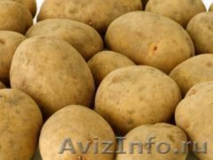 Семенной картофель из Беларуси в Красноярске - Изображение #1, Объявление #1496700