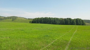 Продам землю в гектарх пригород Красноярска 4ГА 4млн - Изображение #1, Объявление #1494022