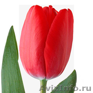 Голландские тюльпаны оптом из теплицы Трифлор - Изображение #1, Объявление #1600751