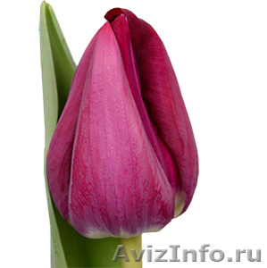 Голландские тюльпаны оптом из теплицы Трифлор - Изображение #2, Объявление #1600751