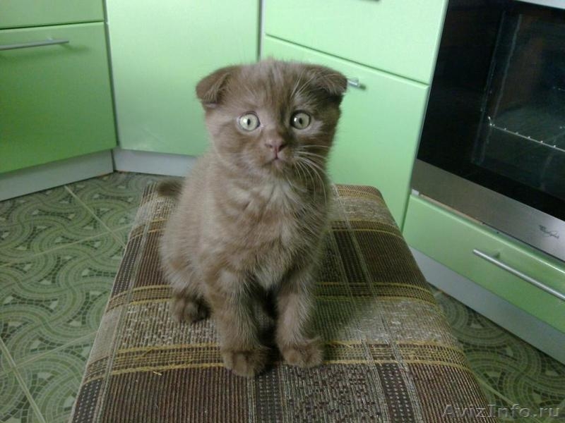 Шотландские котятки :) - Изображение #2, Объявление #285243
